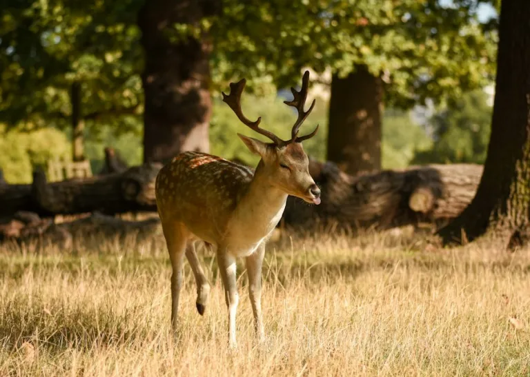 A deer standing in parkland with autumn trees behind