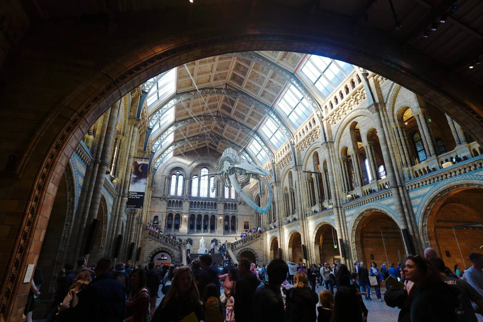 Hope the blue whale skeleton hanging in Hintze Hall at the Natural History Museum in London
