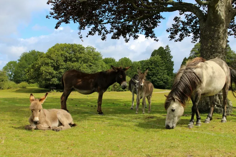 Two horses grazing in an open field