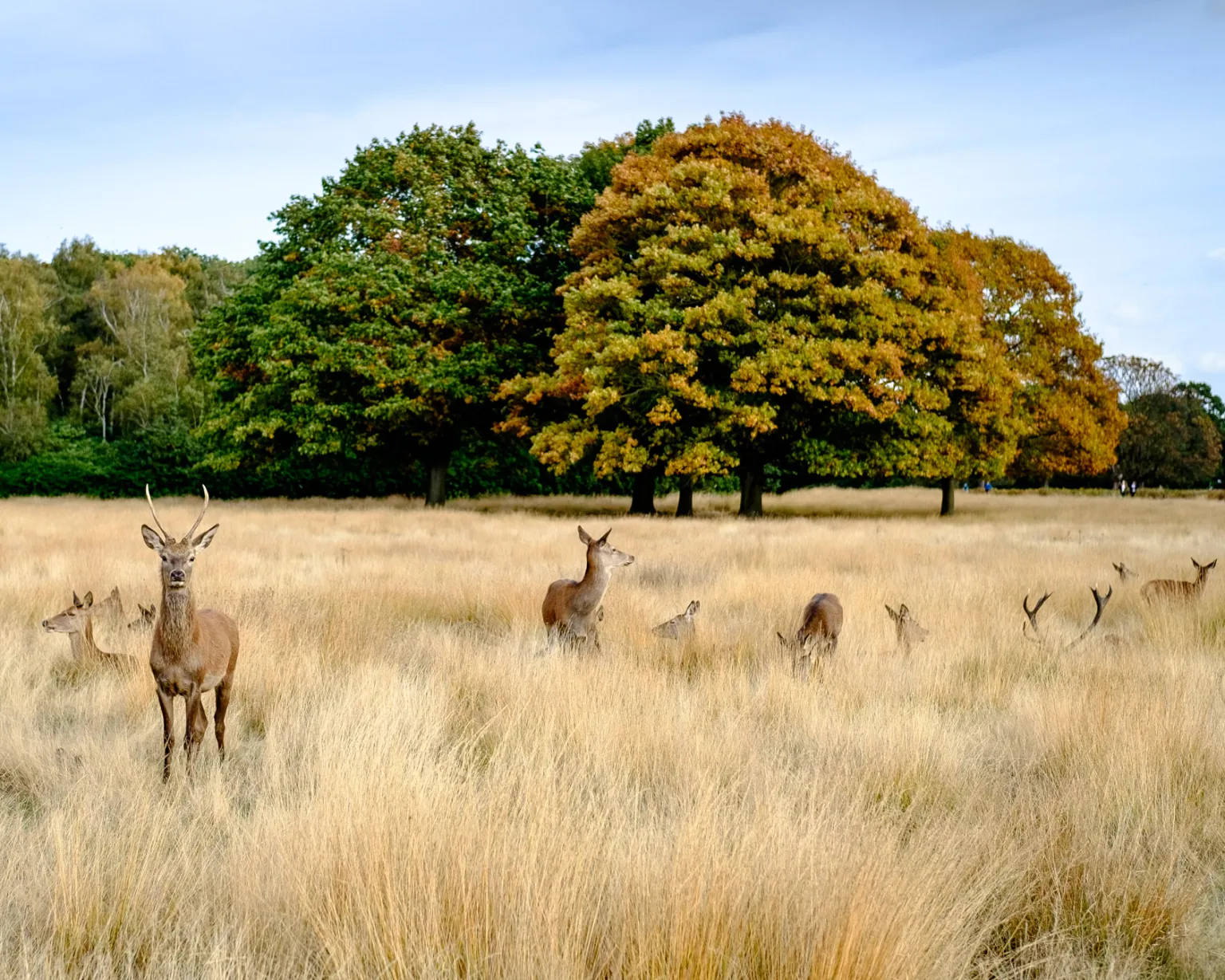 Red deer in Richmond Park, south-west London
