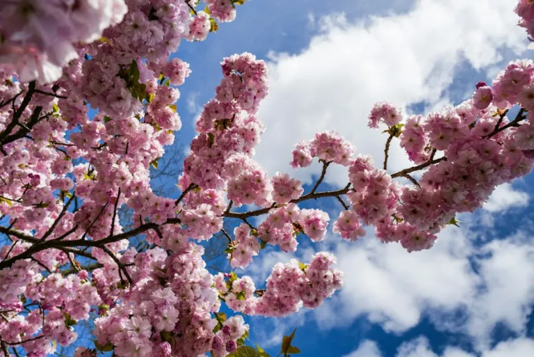 Pink spring blossom on tree branches